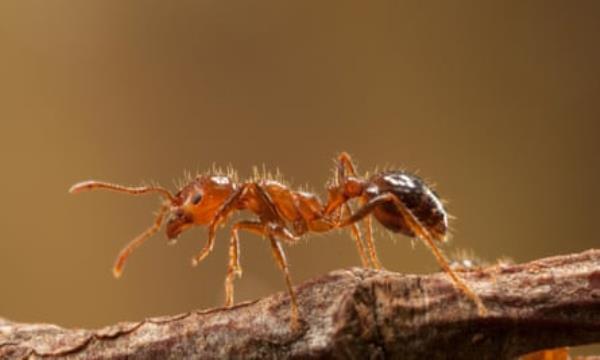 Red imported Fire Ant (Solenopsis invicta)